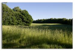 Grassy Landscape