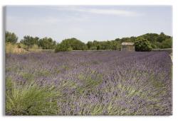 Lavendar Fields