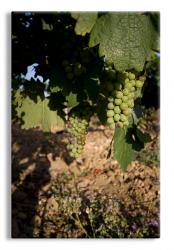 Grape Vines at French Winery