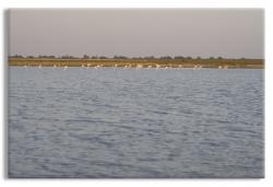 Flamingos in the Camargue