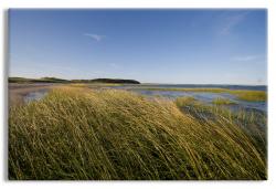 Beach Grass, Cape Cod Bay
