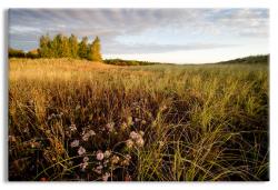 Beach Dune Flowers