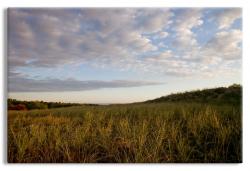Sand Dunes at Dawn