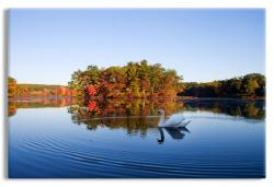 Morning Reflections of a Swan