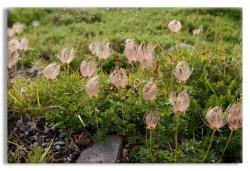 Alaskan Evergreen Shrubs