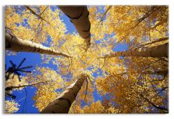 Golden Canopy of Aspens 