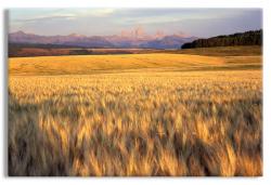 A Golden Wheat Field before the Grand Teton Mountain Range