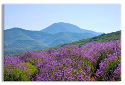 Lavender Field in Verdant Mountain Landscape
