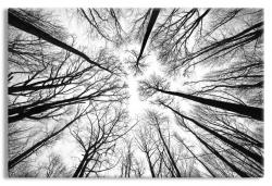 Bare Tree Branches in Black and White