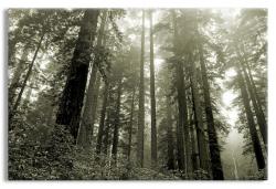 Lady Bird Grove in Redwood National Park