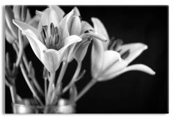 Black and White Lilies