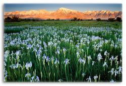 Wild Irises of the Sierra Nevada