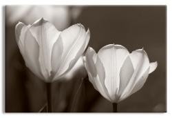 Tulips in Black and White