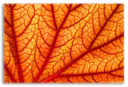 Autumn Leaf