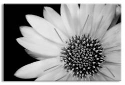Black and White Flower