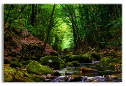 Cool and Placid Summer Brook