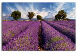 Lavender Avenues in Provence
