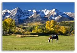 Horse Grazing in a Colorado Landscape