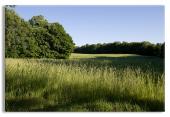Grassy Landscape
