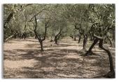Olive trees