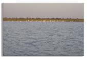 Flamingos in the Camargue