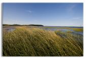 Beach Grass, Cape Cod Bay