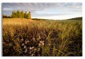 Beach Dune Flowers