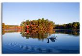 Morning Reflections of a Swan