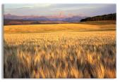A Golden Wheat Field before the Grand Teton Mountain Range