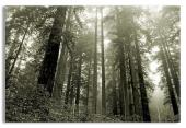 Lady Bird Grove in Redwood National Park