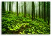 Soothing Forest Landscape
